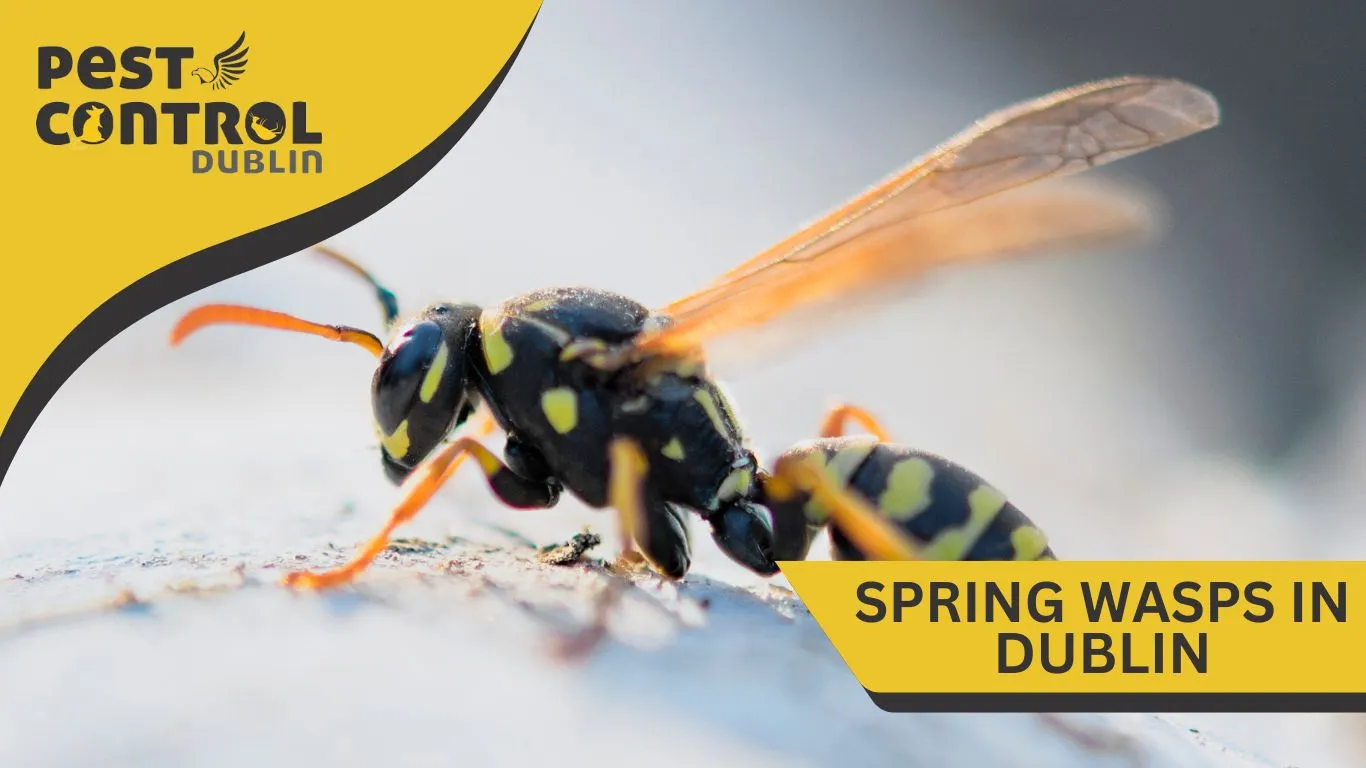 spring wasps in dublin 5