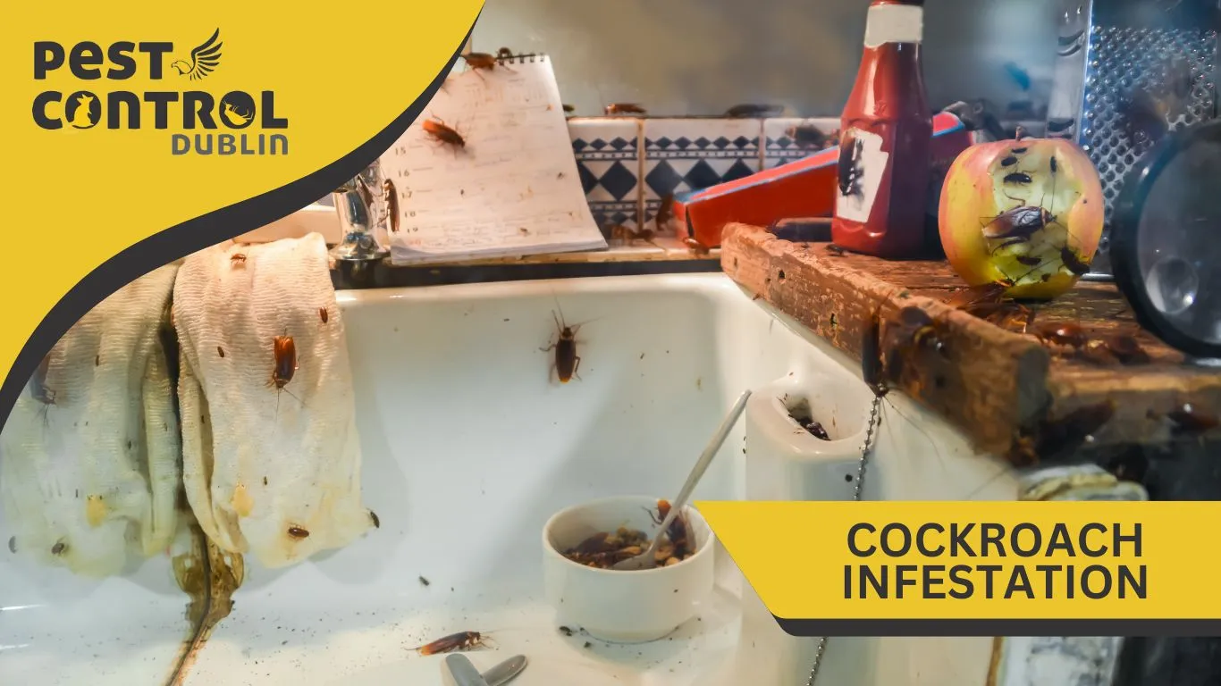 Cockroach infestation in Ireland