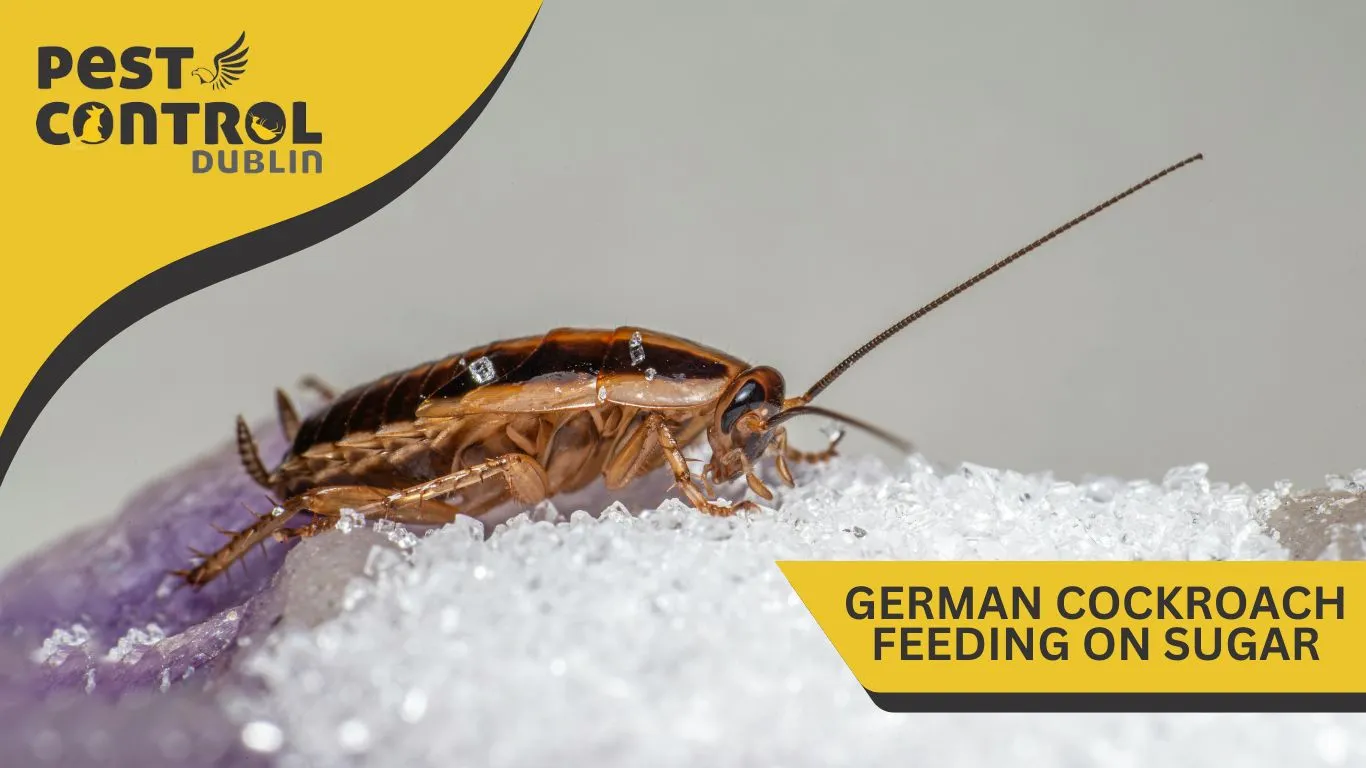 German Cockroach infestation in Ireland