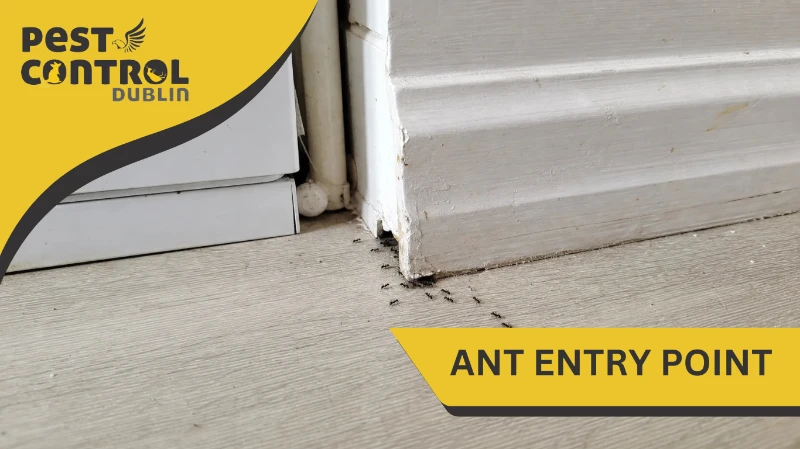ant entry point kitchen dublin