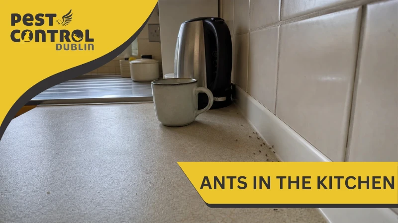 ants in kitchen dublin