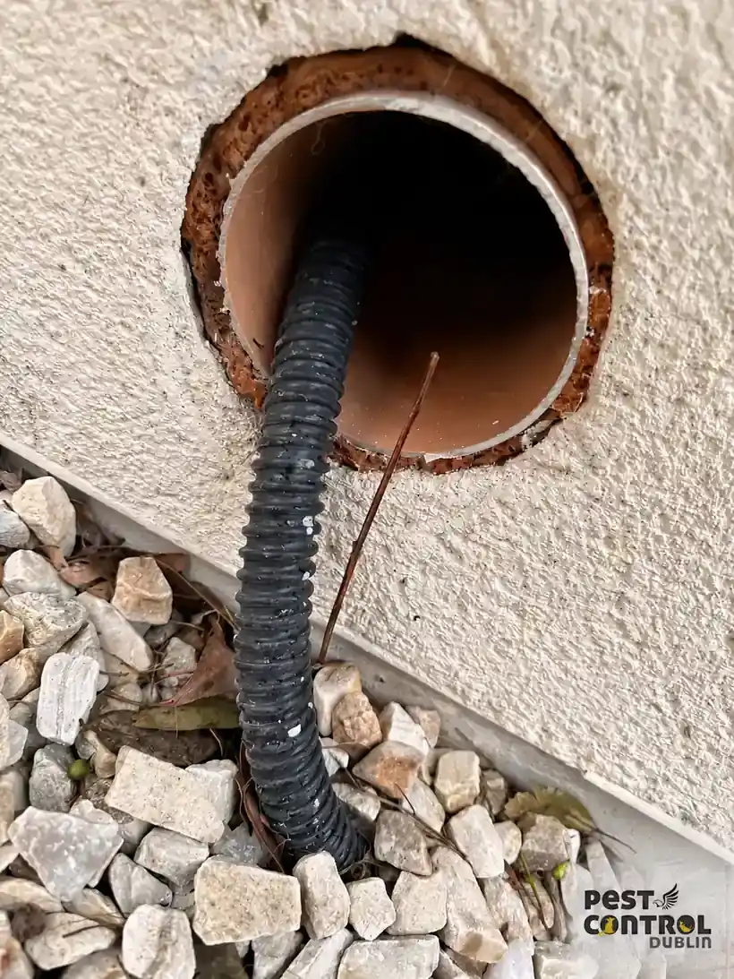 open pipe rat entry point dublin