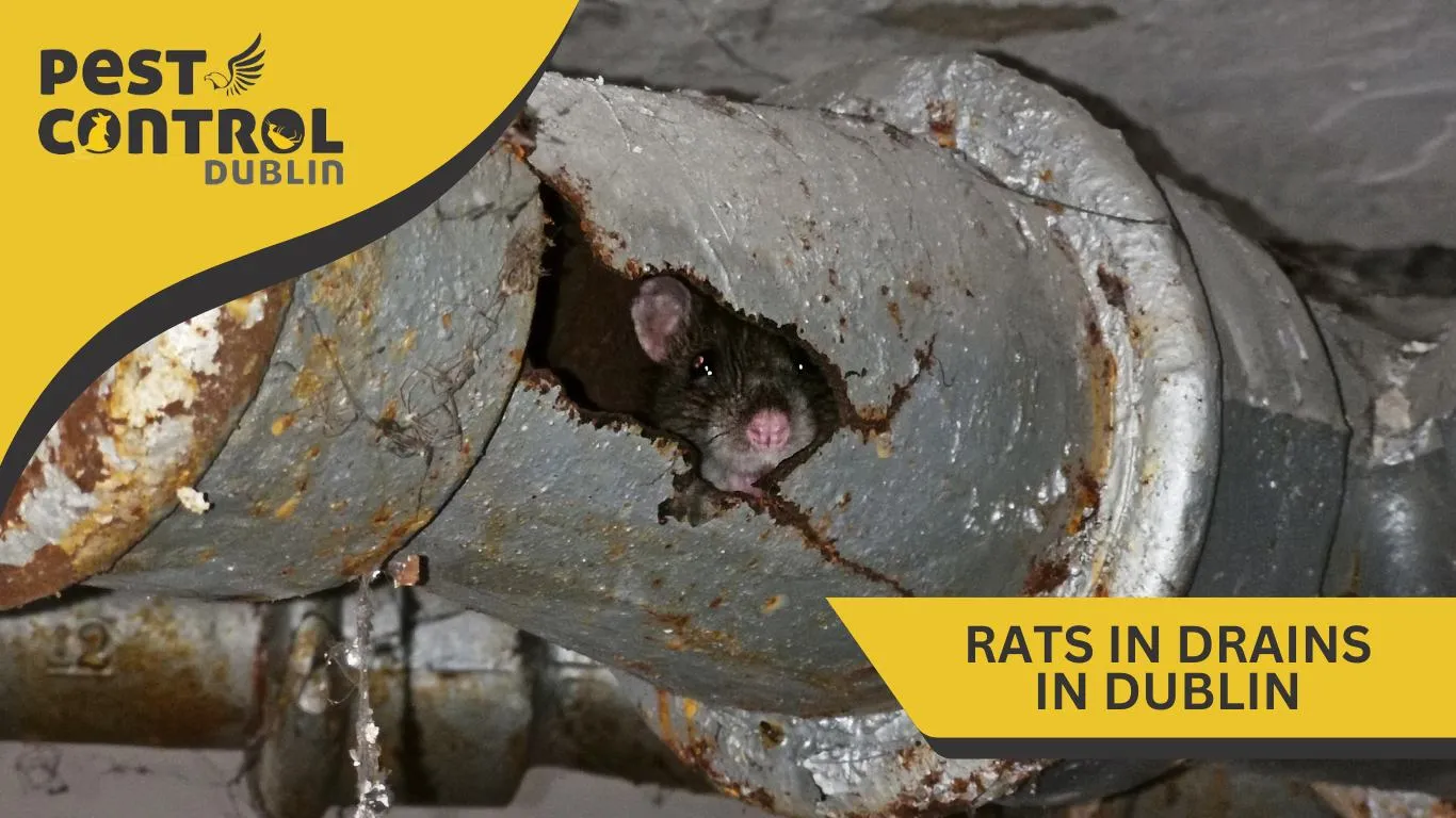rats in drains in dublin