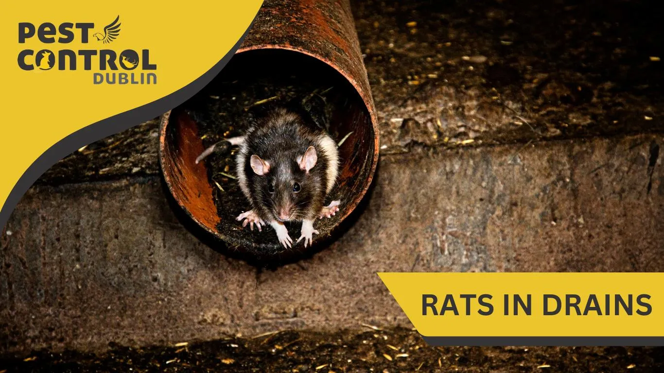 rats in drains ireland
