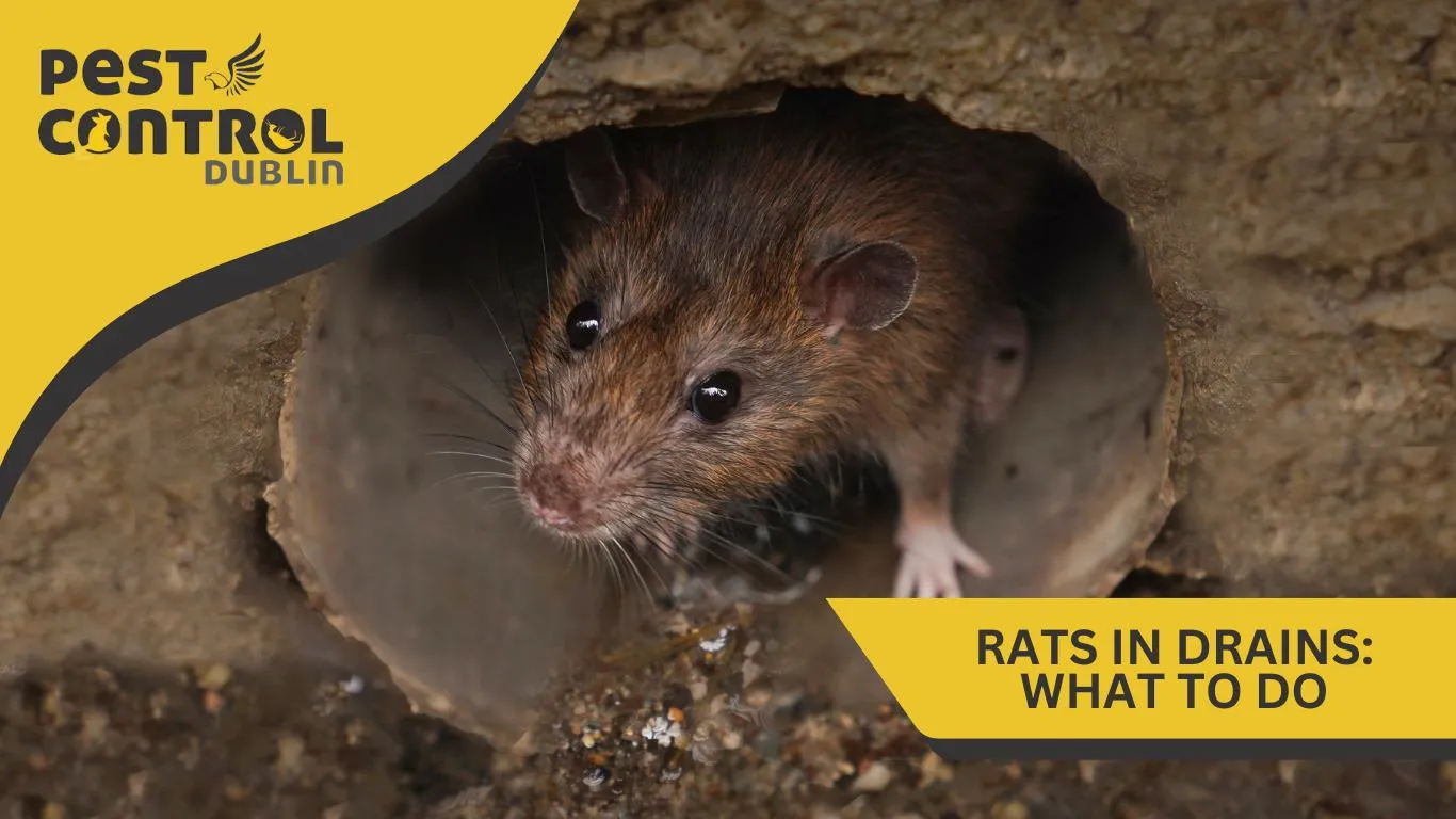 rats in drains what to do