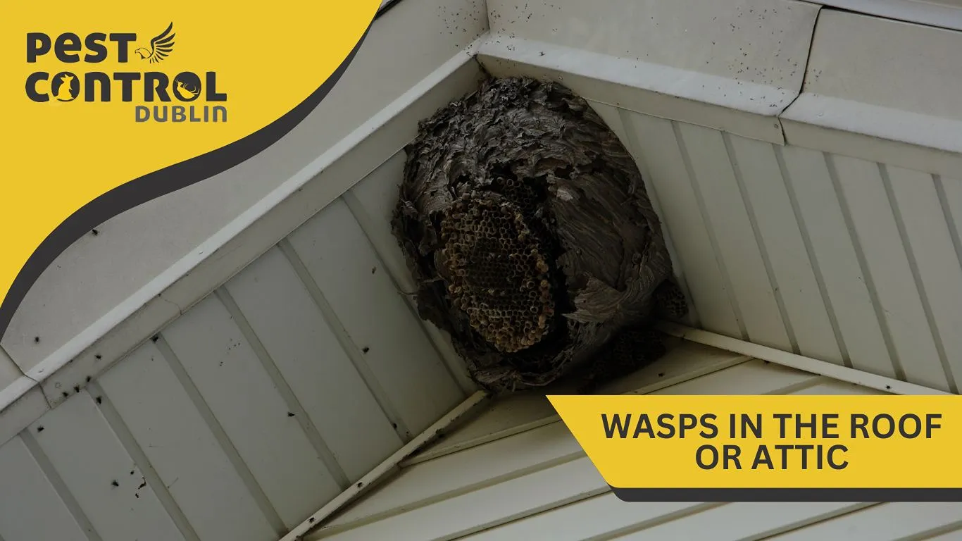 Wasps in the root or attic