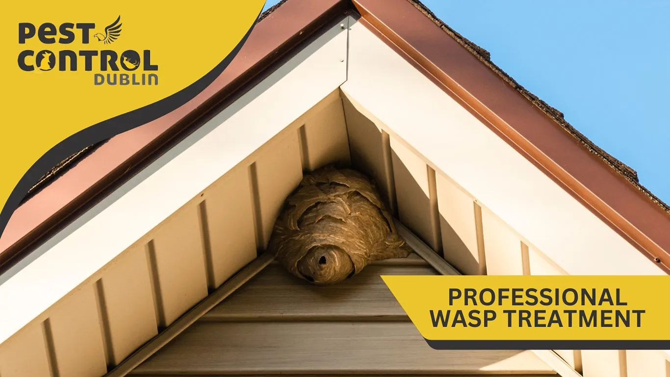 professional wasp treatment