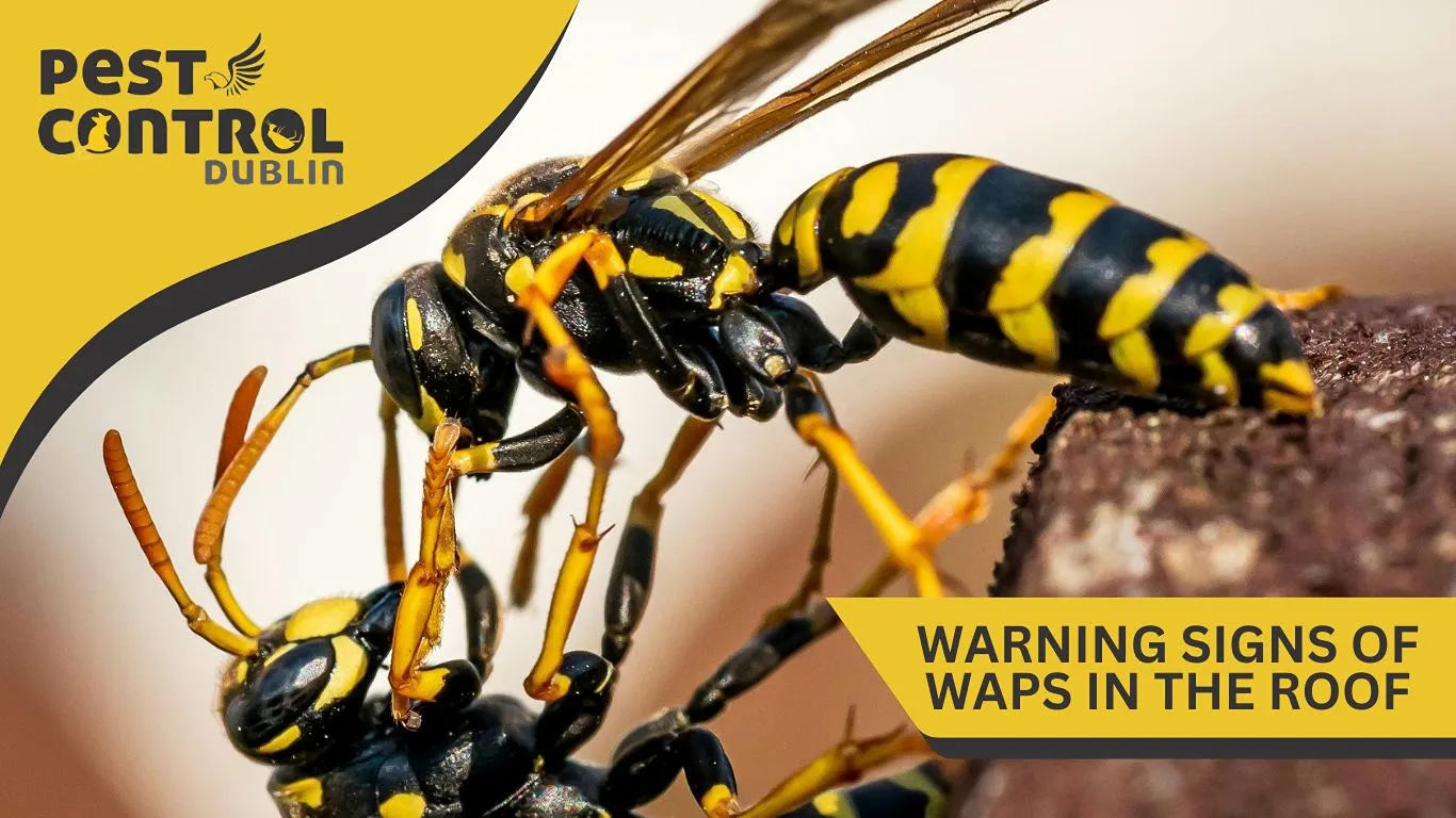 warning signs of wasps in the roof